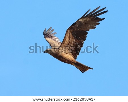 The eagle in flight in a clear cloudless sky flapped its wings strongly, gaining altitude.