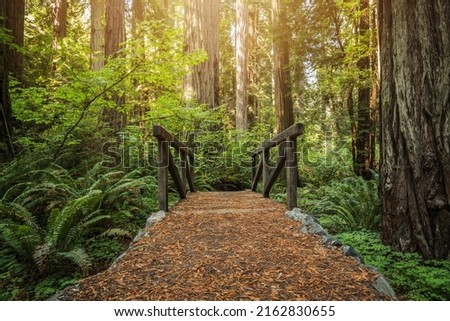 Small Wooden Creek Bridge on a Trail in the Redwood Ancient Forest. Coastal Northern California Landscape. Royalty-Free Stock Photo #2162830655