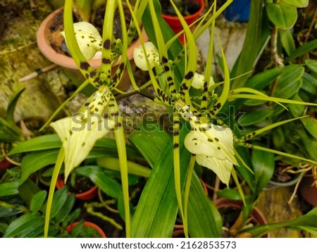 close -up picture of yellow and striped wild orchids, against a background of fibrous green leaves