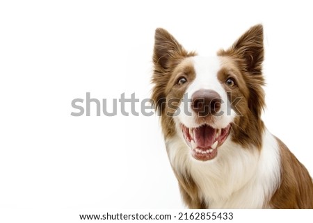 Happy and smiling border collie dog looking at camera. Isolated on white background Royalty-Free Stock Photo #2162855433