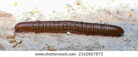 Close up macro of American giant millipede - Narceus americanus - crossing dirt road.  an arthropod native to eastern part of north america. It is a worm like gray bug with red segments Royalty-Free Stock Photo #2162867873