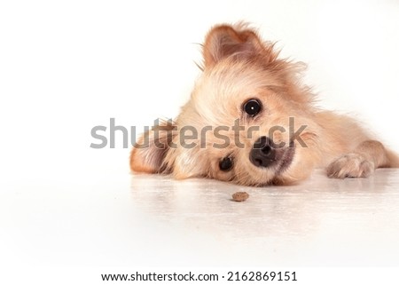 Studio photoshoot with a chihuahua dog