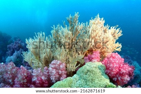 A large group of colourful sea fan, sea anemone, natural symbiosis, coral reefs and sea fans. Tropical underwater sea eco system.