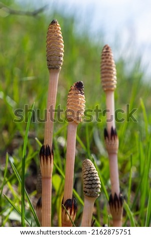 Equisetum arvense, the field horsetail or common horsetail, is an herbaceous perennial plant of the family Equisetaceae. Horsetail plant Equisetum arvense. Royalty-Free Stock Photo #2162875751