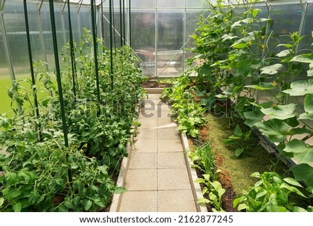 Photo No. 2. Grown vegetables in a greenhouse at the end of May. Tomatoes, cucumbers, peppers, eggplants, radishes, onions. The ground is mulched with grass. The concept of growing your own vegetables