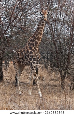 TALL GIRAFFE BROWING BETWEEN TREES SPROUTING SPARSE GREEN FOLIAGE IN EARLY SPRING