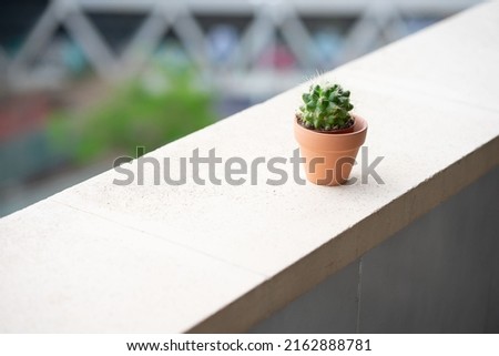 small pot of cactucs on a balcony with a city background