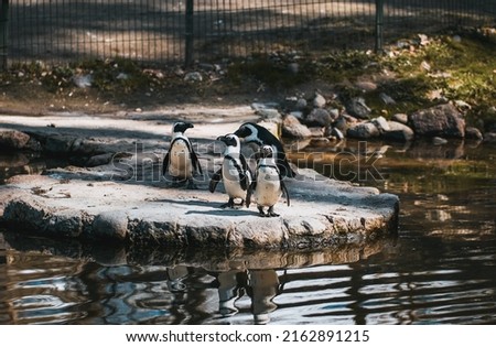 Penguins in the zoo. Portrait of four Humboldt penguins