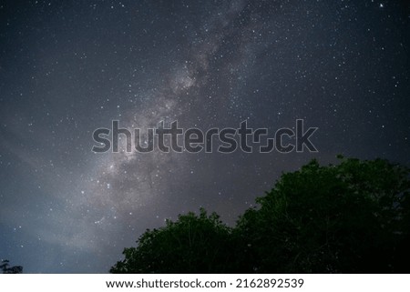 milky way on clean sky with top of tree
