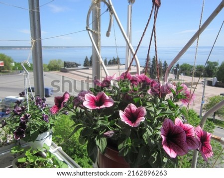 Petunias with crimson and purple petals grow in hanging planters on balcony against backdrop of city street, square and river as big as sea. Twine is stretched for climbing plants. Spring photo.
