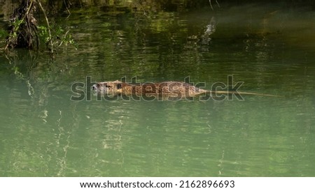 Nutria swimming in a short of water, on a beautiful spring day Royalty-Free Stock Photo #2162896693