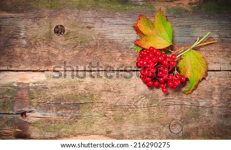 viburnum on vintage wooden boards background autumn concept