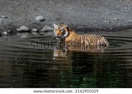 Panthera Tigris in its natural habitat at Ranthambore National Park, Rajasthan