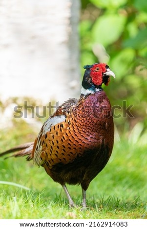 Portrait of a cock pheasant (phasianus colchicus) in the woods Royalty-Free Stock Photo #2162914083