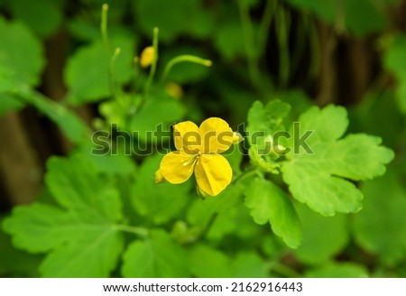 Macro photo of a celandine flower large, yellow wild flowers. Chelidonium majus is poisonous, used in folk and traditional medicine to remove skin defects.