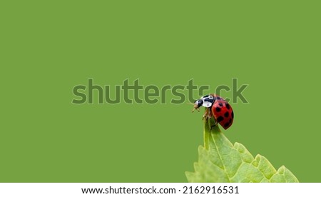 Ladybug on a leaf (Harmonia axyridis ) , minimalism, large picture, empty space, green background