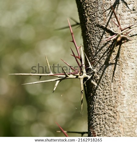  Close up of thorns of gleditschie, honey locust, gleditsia in park                              