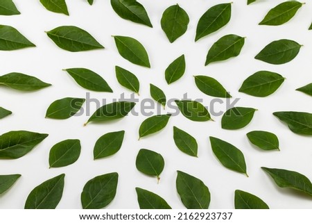 Green leaves arranged on a white background. Top view.