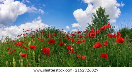 Red poppies among green herbs against a blue sky with white clouds. Summer scene, red wild flowers