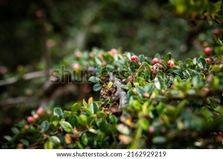 Green low-growing small-leaved shrub with red flowers
buds. Leafy hedge garden wild shrub ground cover foliage leaf closeup nature shrubs shrubbery leaves bush. Royalty-Free Stock Photo #2162929219