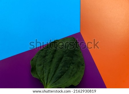 Green leaf of a plant on a colored background. The image is made in the style of minimalism and abstraction. Free space for text. Plantain is used in medicine. Orange, blue and purple. Creative