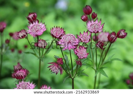 The delicate pink flowers of masterwort, Astrantia 'Claret' in bloom Royalty-Free Stock Photo #2162933869