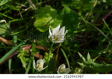 close-up: white flat star shaped flowers of star-of-Bethlehem flower also called grass lily captured from the top