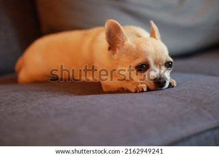 Beige mini chihuahua dog laying on grey sofa, sad pet