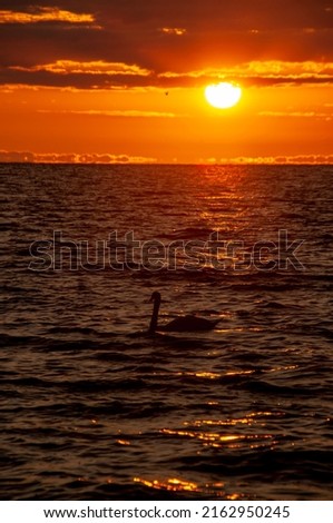 Swan swimming on the shoreline of Lake Ontario at sunrise