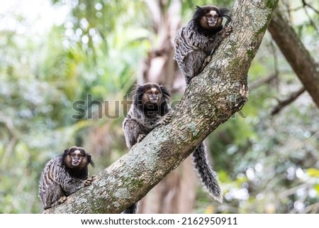 Monkeys on a tree. Several monkeys are watching from the tree. Little monkey marmoset. The smallest primates. humanoid apes. Funny, fluffy, cute monkeys. Royalty-Free Stock Photo #2162950911