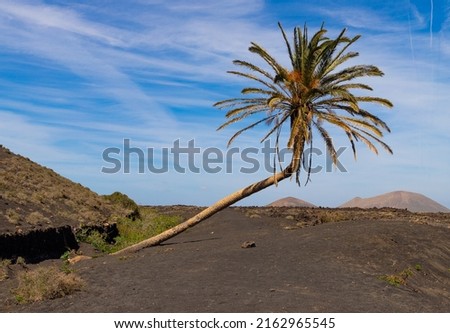 Palmera inclinada (slanted palm) on Lanzarote, a canary island Royalty-Free Stock Photo #2162965545