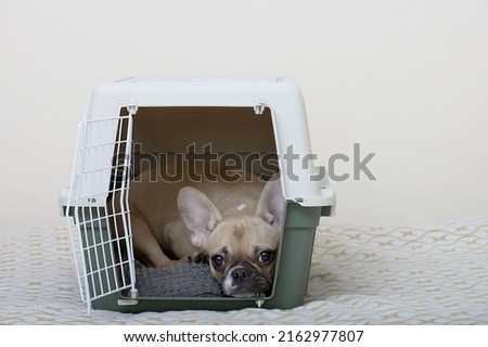 A French Bulldog lies in a large plastic shipping box and stares plaintively at the camera. 