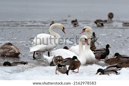 Swans and ducks in ice water in close-up. Feeding water birds on the beach in winter. Feeding swans and ducks.