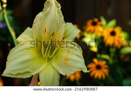 Yellow daylily in the sunny Garden