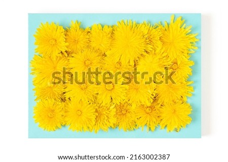 Summer picture. Blue frame with natural yellow dandelions flowers isolated on white background, for you design. Creative summer time concept. Top view, Flat lay.