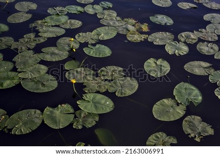 Lily pads and flowers on a lake at sunset seen up close