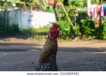 Neighbor's rooster roaming around looking for food