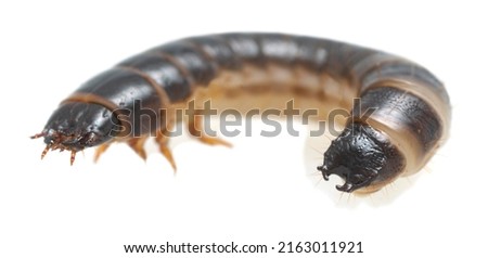Click beetle, Harminius undulatus larva isolated on white background