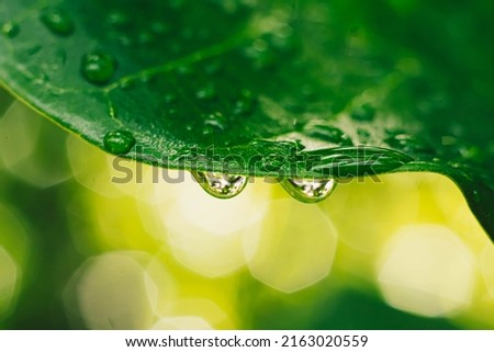 Beautiful transparent rain dew water drops on fresh leaf. Abstract macro real photo cute wallpaper. Nature curved lines. Extremely close vein texture cell structure. Bright green yellow background