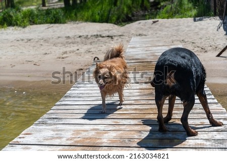 Two dogs standing on a wet wooden dock. A small red female mixed breed and a female Rottweiler. The animals are swimming in the river. Shot from the water toward the shore. Summertime. Daytime.