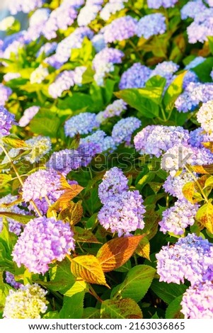 Pictures of beautifully blooming hydrangea flowers.