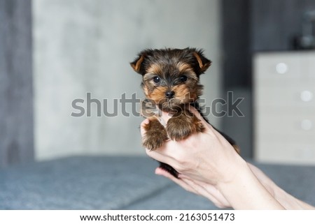 one month old Yorkshire Terrier Puppy sitting on woman hand on a gray concrete wall background Royalty-Free Stock Photo #2163051473