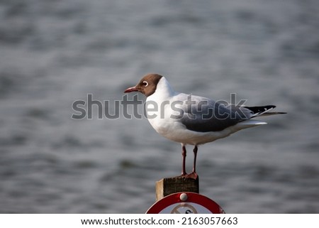 Black Headed Gull sitting on a sign in the ocean