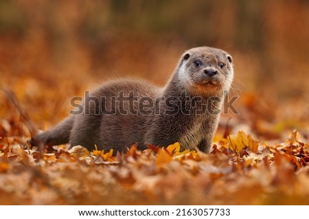 Autumn orange wildlife. Eurasian otter, Lutra lutra, detail portrait of Otter, water animal in nature habitat, Germany, water predator. Animal from the river, wildlife from Europe.                   