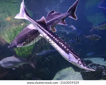 Sturgeon fish swims in the water in nature.