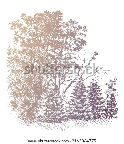 Oak tree Grove and young fir tree. Vintage ink and pen sketch gold colored drawing, vector trace