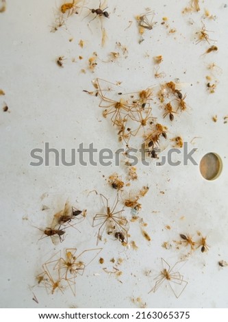 Insects such as ants and spiders that die in the lamp covers in the house.
