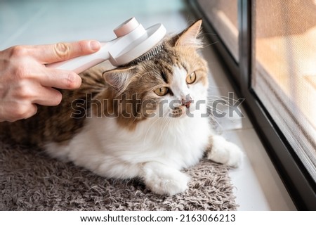 Cat owner using a brush for keep their hair from becoming tangled or matted. To minimize the amount of cat hair that escapes onto your clothes and to prevent your pet's fur from matting. Royalty-Free Stock Photo #2163066213