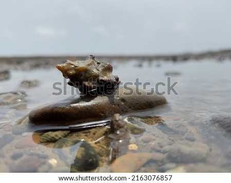 trunculariopsis seashell picture in india 