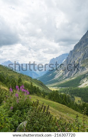 Wild flowers with Val Ferret valley in the background, in Italy, with overcast sky and rocky mountain range